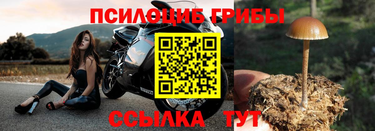 Тельмана  Псилоцибиновые грибы Psilocybe  цены   Вход с VPN 